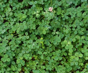 natural-background-of-green-clover-92YYNTU