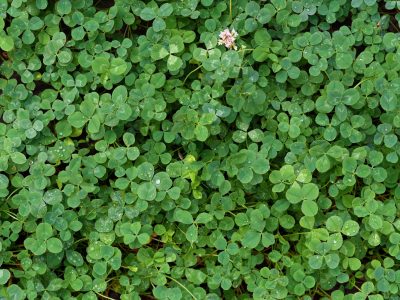 natural-background-of-green-clover-92YYNTU